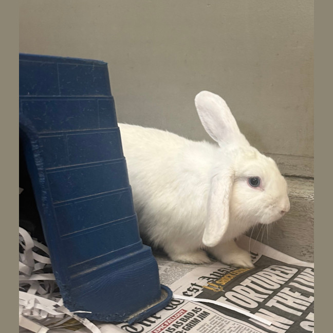 Photo of Louie
