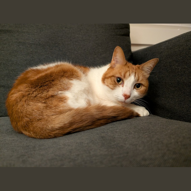 Photo of Gingie   In Foster Care In Brunswick East