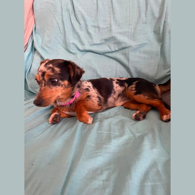 Photo of Lyla 