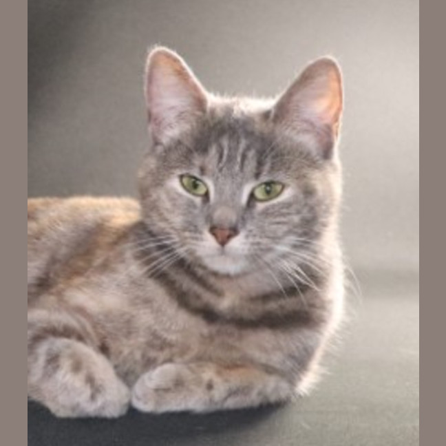 Photo of Addie   Now At Glendale Pe Tquarters 