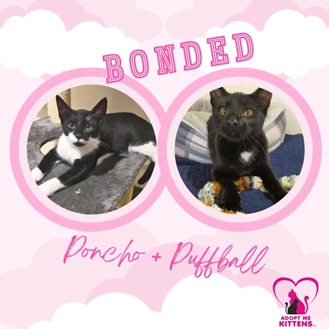 Photo of Poncho & Puff Ball