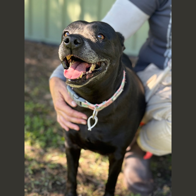 Photo of Pixel