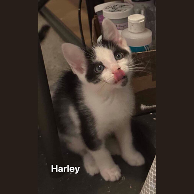 Photo of Harley