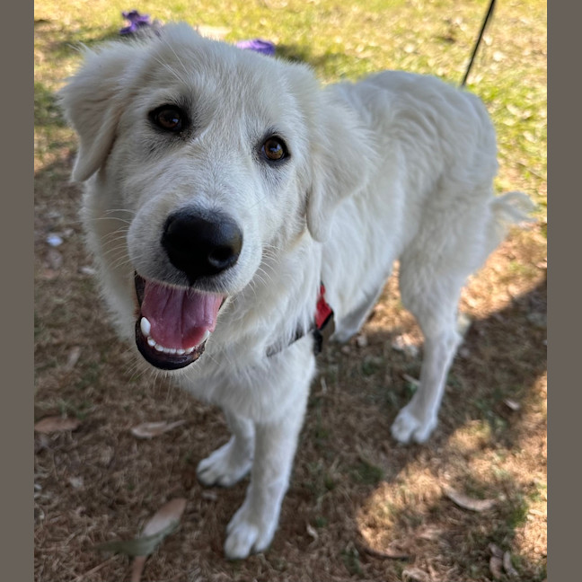 Photo of Luna