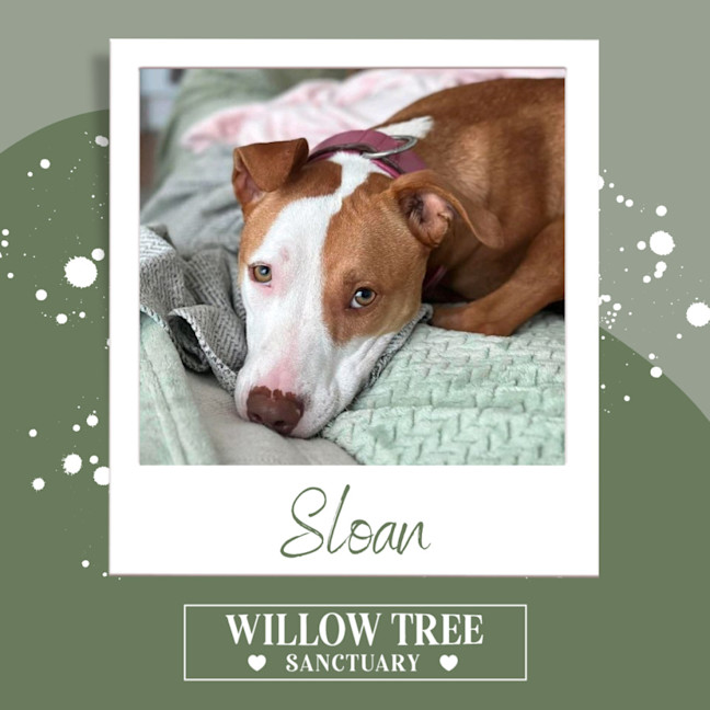 Photo of Sloan