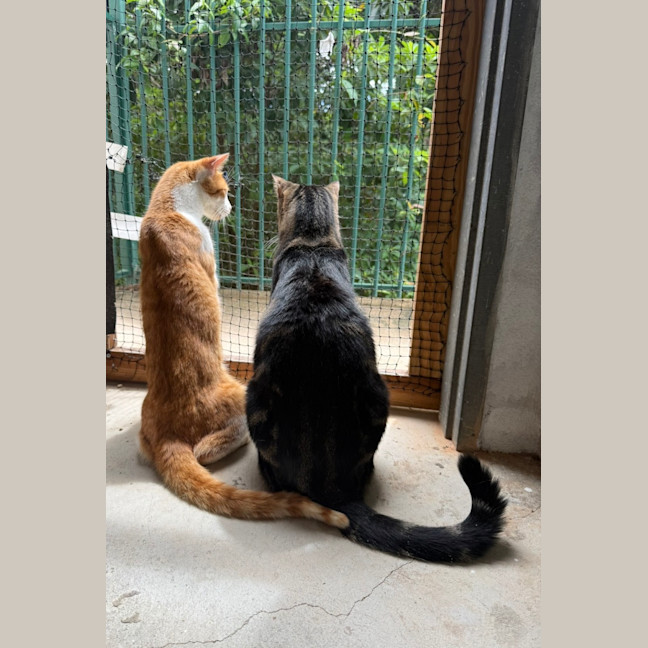 Photo of Tango + Brady