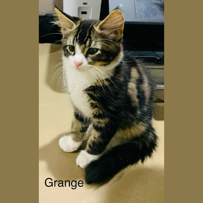 Photo of Grange