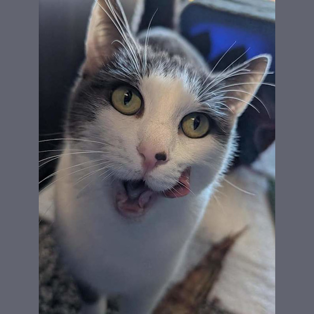 Photo of Rosie