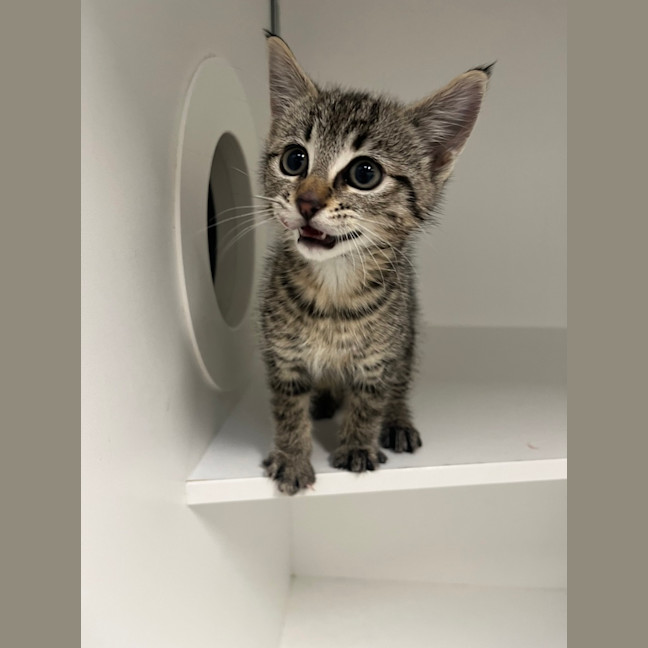 Photo of Lola   Adoption Pending