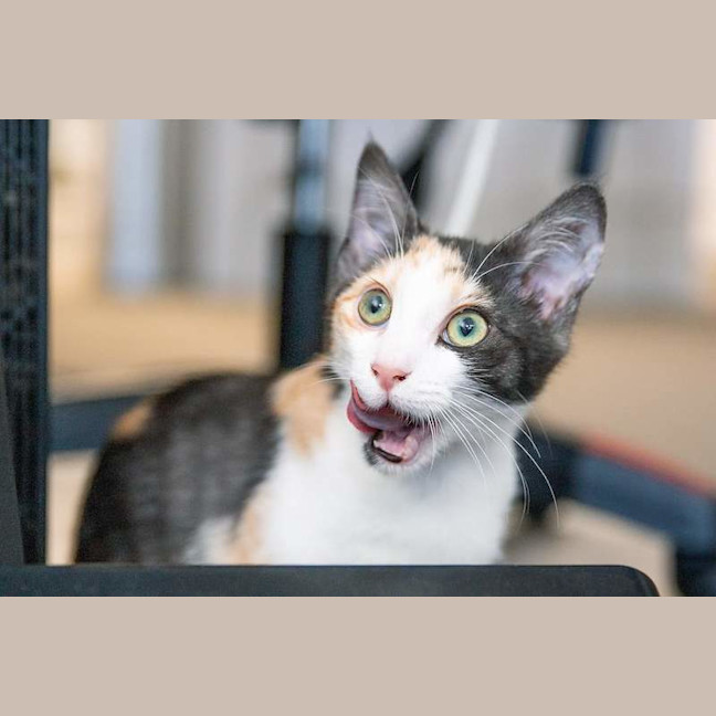 Photo of Tilly