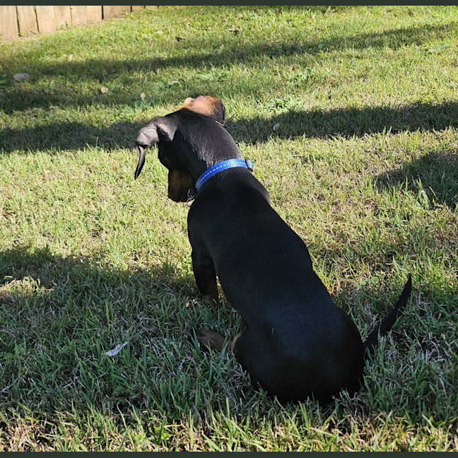 Photo of Honey   Puppy   3.5kg