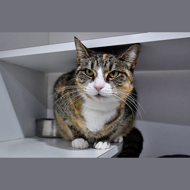 Photo of Kit Kat