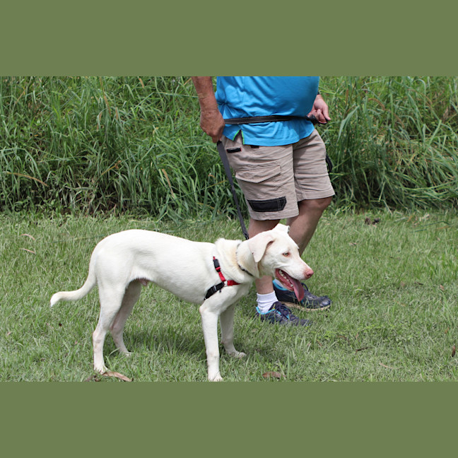 Photo of Falkor