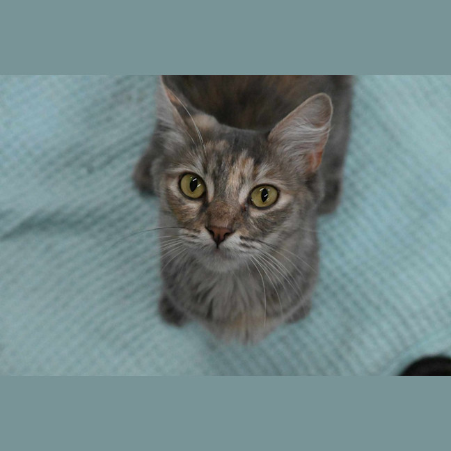 Photo of Tutu
