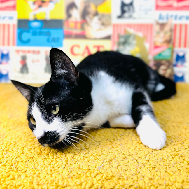 Photo of Nova   Located In Preston 