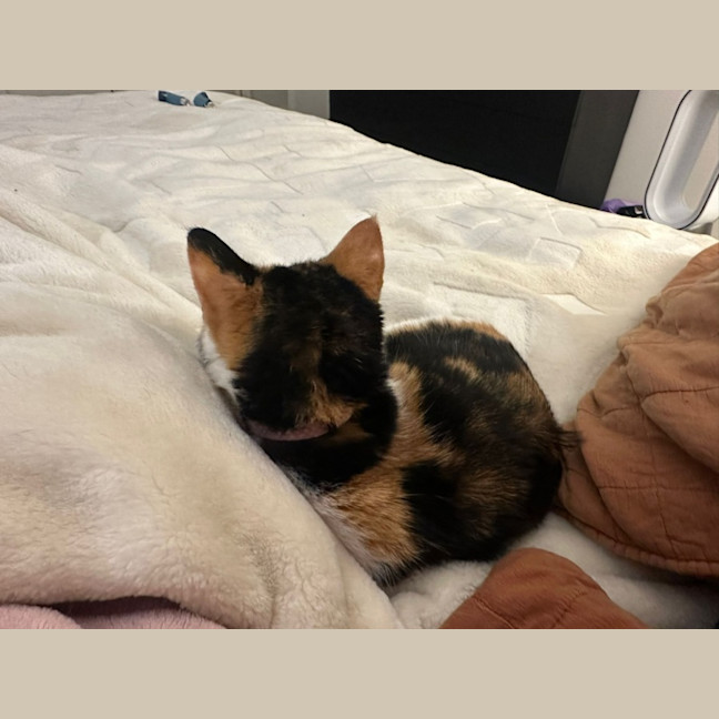 Photo of Nova