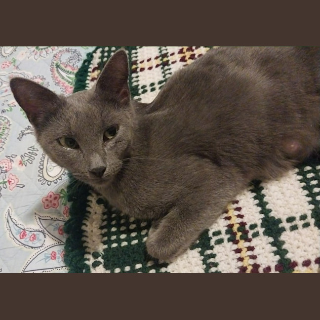 Photo of Puss Puss   1 Year Old Russian Blue