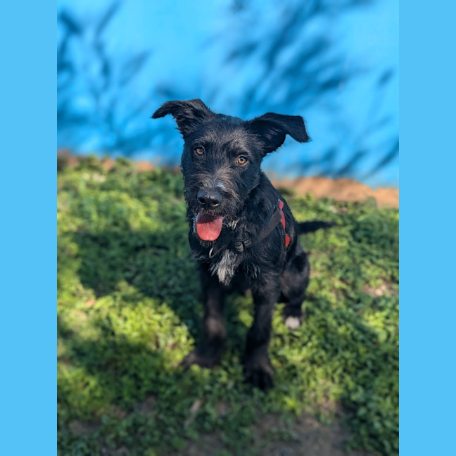 Photo of Jasper