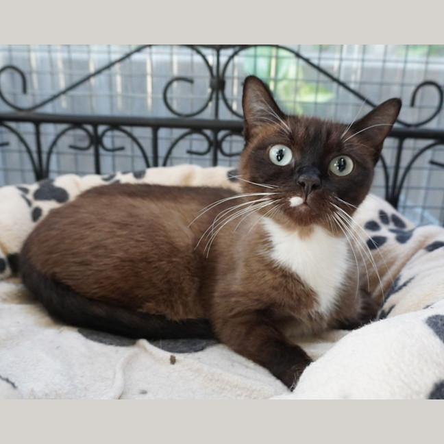 Photo of Cocoa