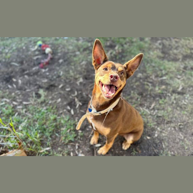 Photo of Blaze