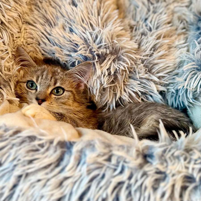 Photo of Milo   In Foster Care In Templestowe
