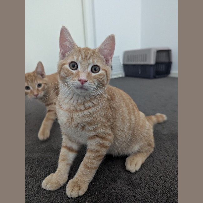 Photo of Ember