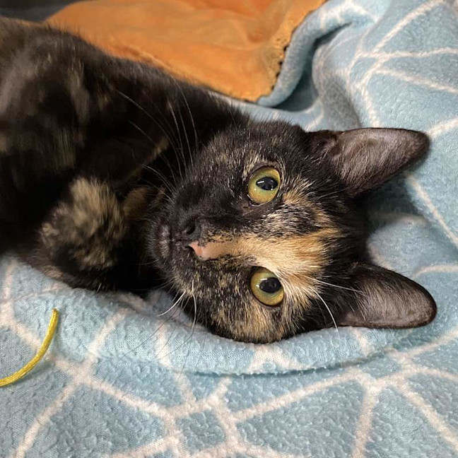 Photo of Princess