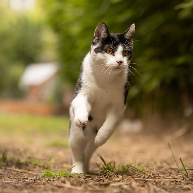 Photo of Basil   In Foster Care In Cranbourne