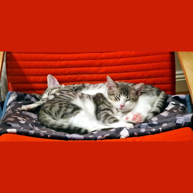 Photo of Charlie Suk013370 & Lola Suk013369