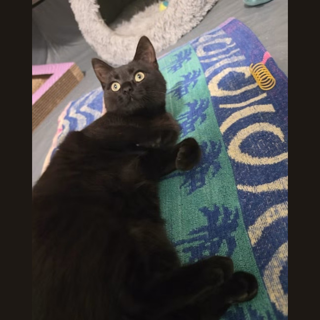 Photo of Dusty