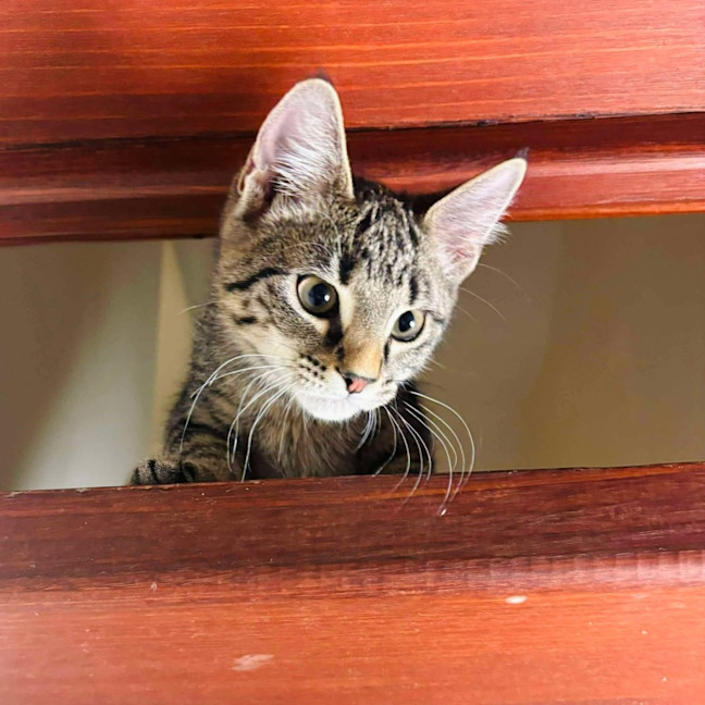 Photo of Morticia   Located In Abbotsford