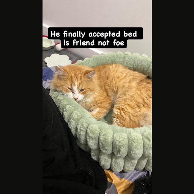 Photo of Benji