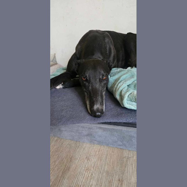 Photo of Prince, The Greyhound