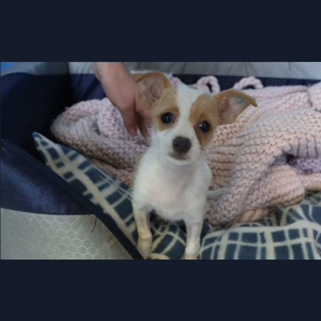 Photo of Tink