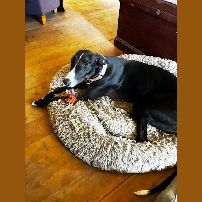 Photo of Candy, The Greyhound