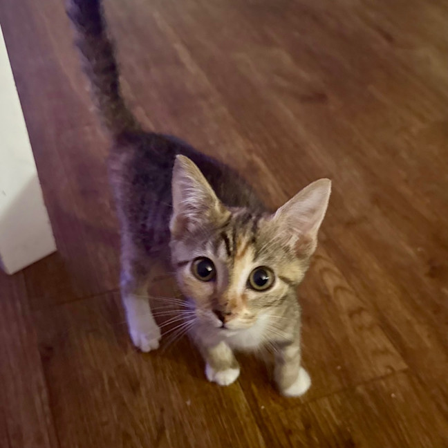 Photo of Ruby