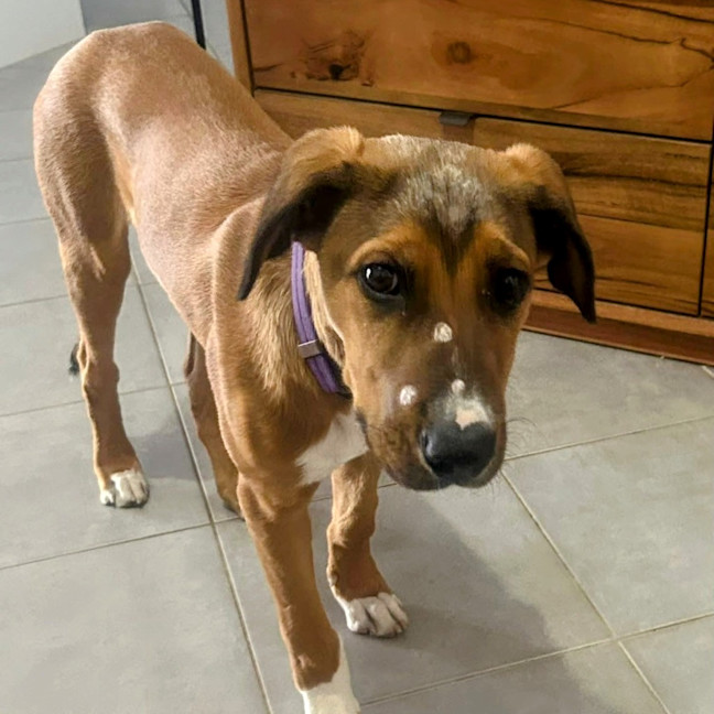 Photo of Barley