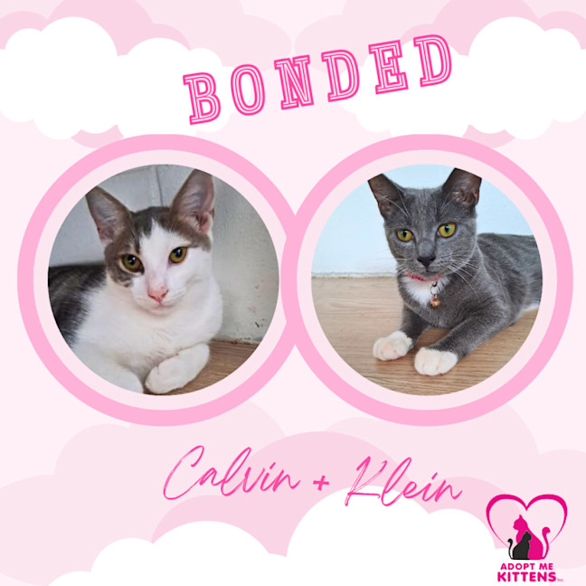 Photo of Calvin & Klein