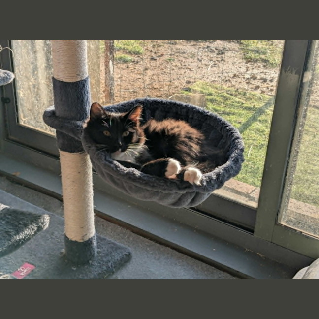 Photo of Opal *9 Lives Project Rescue*