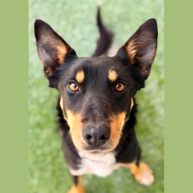 Photo of Rowdy 