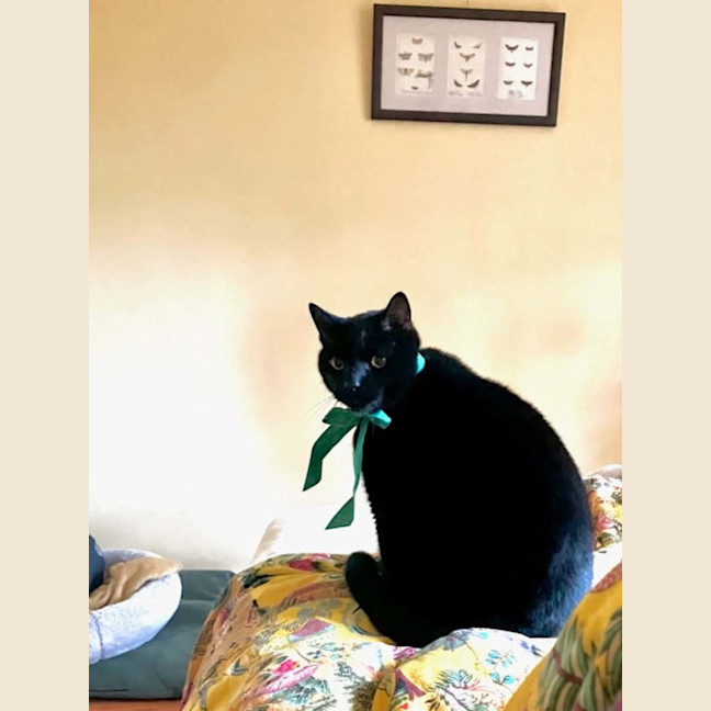 Photo of Salem