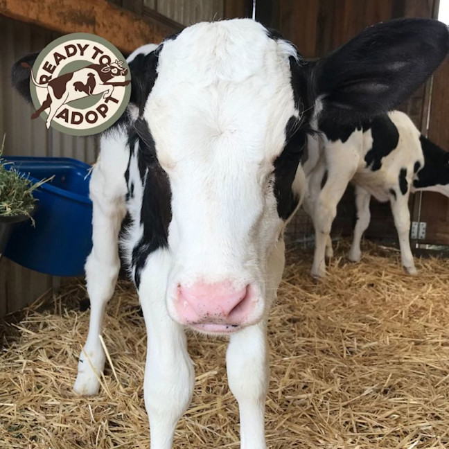 Photo of Billy & Chance