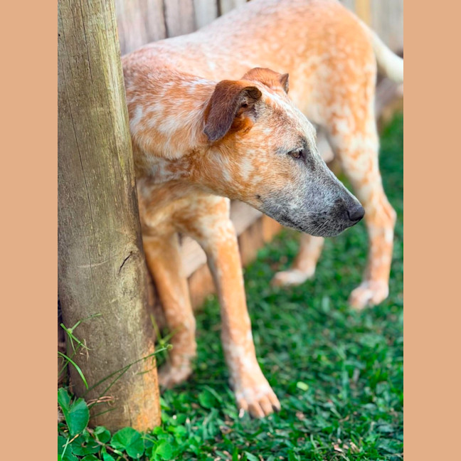 Photo of Ochre