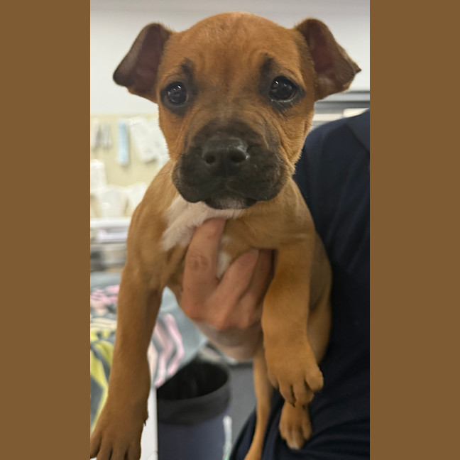 Photo of Tilly