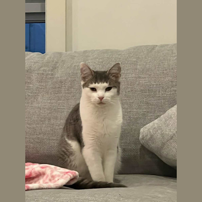 Photo of Frankie *9 Lives Project Rescue*