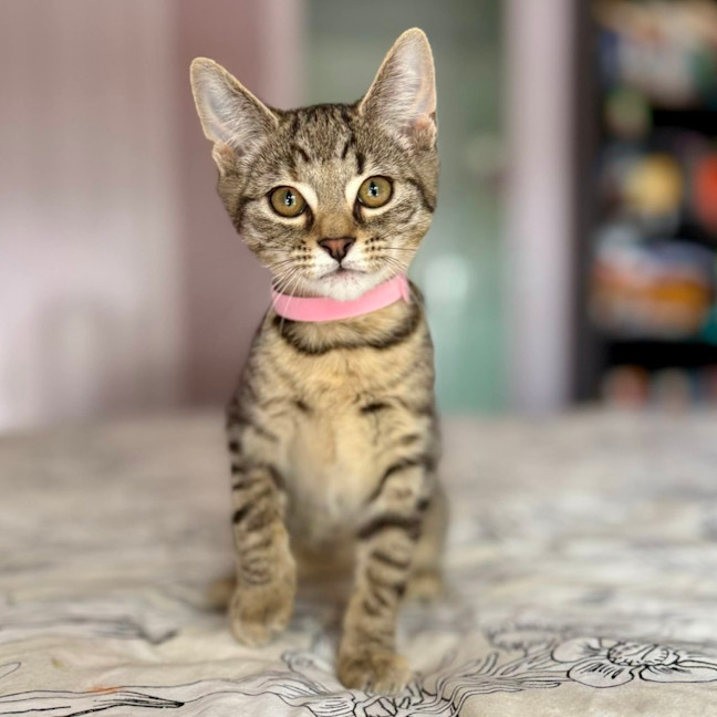 Photo of Lulu   In Foster Care In Templestowe 