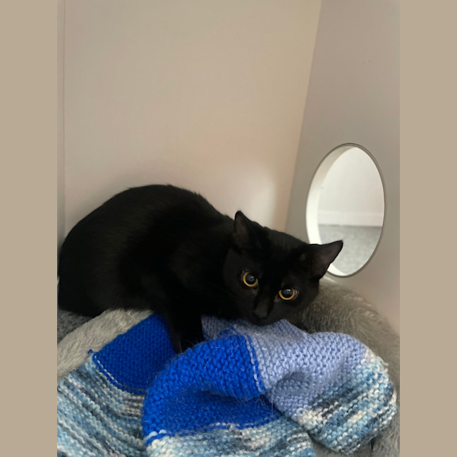 Photo of Black Widow