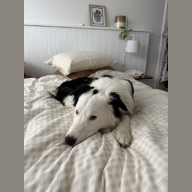 Photo of Oreo
