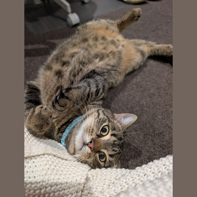 Photo of Wally *9 Lives Project Rescue*