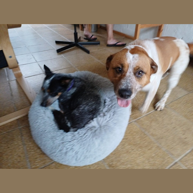 Photo of Russell *$150 Adoption Fee*